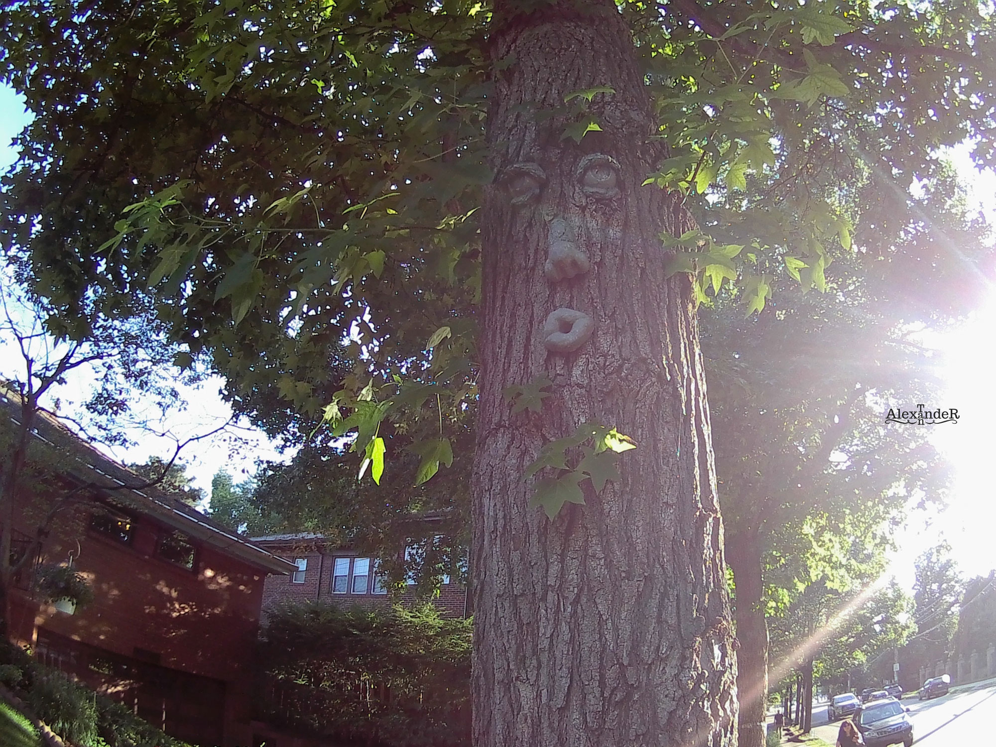 Tree Man